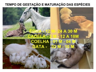 TEMPO DE GESTAÇÃO E MATURAÇÃO DAS ESPÉCIES
ÉGUA - 12 M- 24 A 30 M
CADELA - 2 M - 12 A 18M
COELHA - 01 M - 04 M
GATA - 02 M - 10 M
 