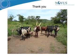 Nutrient composition of pastures in Kayunga District, Uganda: Implications for seasonal supplementation in grazing ruminants