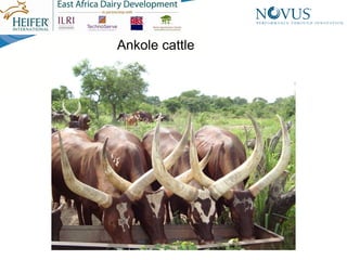 Nutrient composition of pastures in Kayunga District, Uganda: Implications for seasonal supplementation in grazing ruminants
