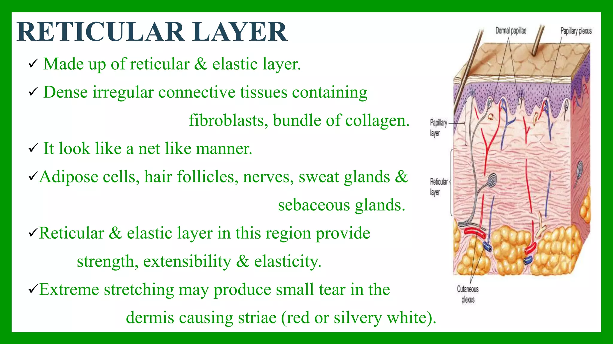 ANATOMY AND PHYSIOLOGY OF SKIN | PPTX