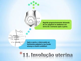 *
Após o parto, o útero pode ser
facilmente palpável e seu fundo
alcança a cicatriz umbilical.
Regride progressivamente deixando
de ser palpável no abdômen em
torno de 2 semanas após o parto.
 