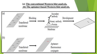 (a) The conventional Western blot analysis,
(b) The aptamer-based Western blot analysis.
 