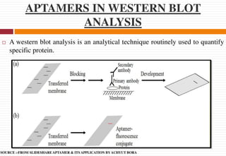 APTAMERS IN WESTERN BLOT
ANALYSIS
 A western blot analysis is an analytical technique routinely used to quantify
specific protein.
SOURCE :-FROM SLIDESHARE APTAMER & ITS APPLICATION BY ACHYUT BORA
 