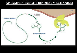 APTAMERS TARGET BINDING MECHANISM
 