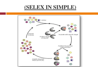 (SELEX IN SIMPLE)
 