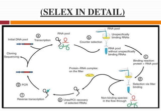 (SELEX IN DETAIL)
 