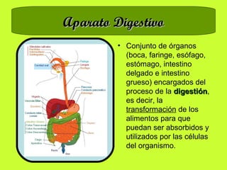 Aparato Digestivo Conjunto de órganos (boca, faringe, esófago, estómago, intestino delgado e intestino grueso) encargados del proceso de la  digestión , es decir, la  transformación  de los alimentos para que puedan ser absorbidos y utilizados por las células del organismo. 