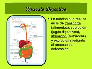 Aparato Digestivo La función que realiza es la de  transporte  (alimentos),  secreción  (jugos digestivos),  absorción  (nutrientes) y  excreción  mediante el proceso de defecación. 