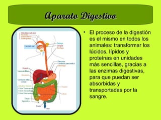 Aparato Digestivo El proceso de la digestión es el mismo en todos los animales: transformar los lúcidos, lípidos y proteínas en unidades más sencillas, gracias a las enzimas digestivas, para que puedan ser absorbidas y transportadas por la sangre. 