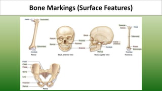 Bone Markings (Surface Features)
 