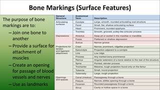 The purpose of bone
markings are to:
– Join one bone to
another
– Provide a surface for
attachment of
muscles
– Create an opening
for passage of blood
vessels and nerves
– Use as landmarks
Bone Markings (Surface Features)
 