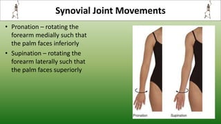Synovial Joint Movements
• Pronation – rotating the
forearm medially such that
the palm faces inferiorly
• Supination – rotating the
forearm laterally such that
the palm faces superiorly
 