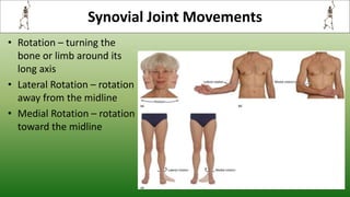 • Rotation – turning the
bone or limb around its
long axis
• Lateral Rotation – rotation
away from the midline
• Medial Rotation – rotation
toward the midline
Synovial Joint Movements
 