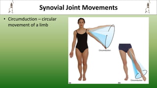 Synovial Joint Movements
• Circumduction – circular
movement of a limb
 