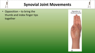 Synovial Joint Movements
• Opposition – to bring the
thumb and index finger tips
together
 