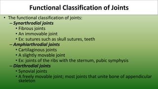 • The functional classification of joints:
– Synarthrodial joints
• Fibrous joints
• An immovable joint
• Ex: sutures such as skull sutures, teeth
– Amphiarthrodial joints
• Cartilaginous joints
• A slightly movable joint
• Ex: joints of the ribs with the sternum, pubic symphysis
– Diarthrodial joints
• Synovial joints
• A freely movable joint; most joints that unite bone of appendicular
skeleton
Functional Classification of Joints
 