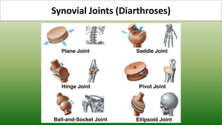 Synovial Joints (Diarthroses)
 