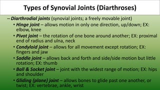 – Diarthrodial joints (synovial joints; a freely movable joint)
• Hinge joint – allows motion in only one direction, up/down; EX:
elbow, knee
• Pivot joint – the rotation of one bone around another; EX: proximal
end of radius and ulna, neck
• Condyloid joint – allows for all movement except rotation; EX:
fingers and jaw
• Saddle joint – allows back and forth and side/side motion but little
rotation; EX: thumb
• Ball & Socket joint – joint with the widest range of motion; EX: hips
and shoulder
• Gliding (plane) joint – allows bones to glide past one another, or
twist; EX: vertebrae, ankle, wrist
Types of Synovial Joints (Diarthroses)
 