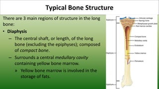 APU4.2 Skeleton System (Bone Structure) | PPTX