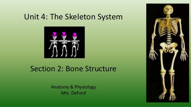 Apu4 2 Skeleton System Bone Structure