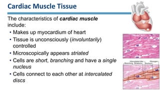 Cardiac Muscle Tissue
The characteristics of cardiac muscle
include:
• Makes up myocardium of heart
• Tissue is unconsciously (involuntarily)
controlled
• Microscopically appears striated
• Cells are short, branching and have a single
nucleus
• Cells connect to each other at intercalated
discs
 