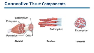 Connective Tissue Components
Skeletal Cardiac Smooth
 
