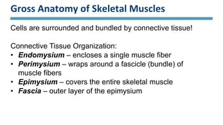 Gross Anatomy of Skeletal Muscles
Cells are surrounded and bundled by connective tissue!
Connective Tissue Organization:
• Endomysium – encloses a single muscle fiber
• Perimysium – wraps around a fascicle (bundle) of
muscle fibers
• Epimysium – covers the entire skeletal muscle
• Fascia – outer layer of the epimysium
 