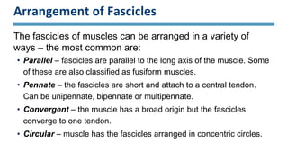 Arrangement of Fascicles
The fascicles of muscles can be arranged in a variety of
ways – the most common are:
• Parallel – fascicles are parallel to the long axis of the muscle. Some
of these are also classified as fusiform muscles.
• Pennate – the fascicles are short and attach to a central tendon.
Can be unipennate, bipennate or multipennate.
• Convergent – the muscle has a broad origin but the fascicles
converge to one tendon.
• Circular – muscle has the fascicles arranged in concentric circles.
 