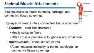 Skeletal Muscle Attachments
Skeletal muscles attach to bones, cartilage, and
connective tissue coverings.
•Epimysium blends into a connective tissue attachment
•Tendons – cord-like structures
•Mostly collagen fibers
•Often cross a joint due to toughness and small size
•Aponeuroses – sheet-like structures
•Attach muscles indirectly to bones, cartilages, or
connective tissue coverings
 