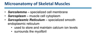 Microanatomy of Skeletal Muscles
• Sarcolemma – specialized cell membrane
• Sarcoplasm – muscle cell cytoplasm
• Sarcoplasmic Reticulum – specialized smooth
endoplasmic reticulum
• used to store and maintain calcium ion levels
• surrounds the myofibril
 