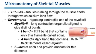 Microanatomy of Skeletal Muscles
• T Tubules – tubules running through the muscle fibers
through which calcium ions flow
• Sarcomeres – repeating contractile unit of the myofibril
• Myofibril – long contraction organelle aligned to
give distinct bands
• I band = light band that contains
only thin filaments called actin.
• A band = dark band that contains
thick filaments called myosin.
• Z-lines at each end provide anchors for thin
filaments
 