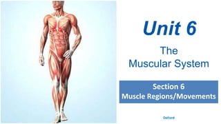 Unit 6
The
Muscular System
DeFord
Section 6
Muscle Regions/Movements
 
