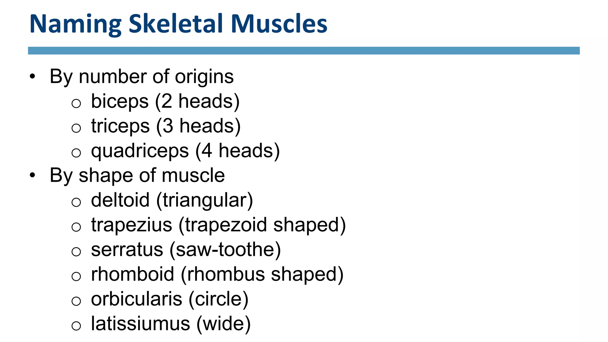 APU6.7 Naming Skeletal Muscles | PPTX