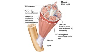 Blood Vessel
Perimysium
(surrounds fascicle)
Epimysium
(wraps around
entire muscle,
surrounded by fascia)
Muscle
Fiber (cell)
Fascicle
(bundle of muscle
fibers, surrounded by
perimysium)
Endomysium
(encloses each muscle
fiber)
Tendon
Bone
 