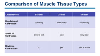 Comparison of Muscle Tissue Types
Characteristic Skeletal Cardiac Smooth
Regulation of
Contraction
voluntary involuntary involuntary
Speed of
Contraction
slow to fast slow very slow
Rhythmic
Contractions
no yes yes, in some
 