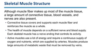Skeletal Muscle Structure
Although muscle fiber makes up most of the muscle tissue,
a large amount of connective tissue, blood vessels, and
nerves are also present.
• Connective tissue covers and supports each muscle fiber and
reinforces the muscle as a whole.
• The health of muscle depends on a sufficient nerve and blood supply.
Each skeletal muscle has a nerve ending that controls its activity.
• Active muscles use a lot of energy and require a continuous supply of
oxygen and nutrients, which are supplied by arteries. Muscles produce
large amounts of metabolic waste that must be removed by veins.
 