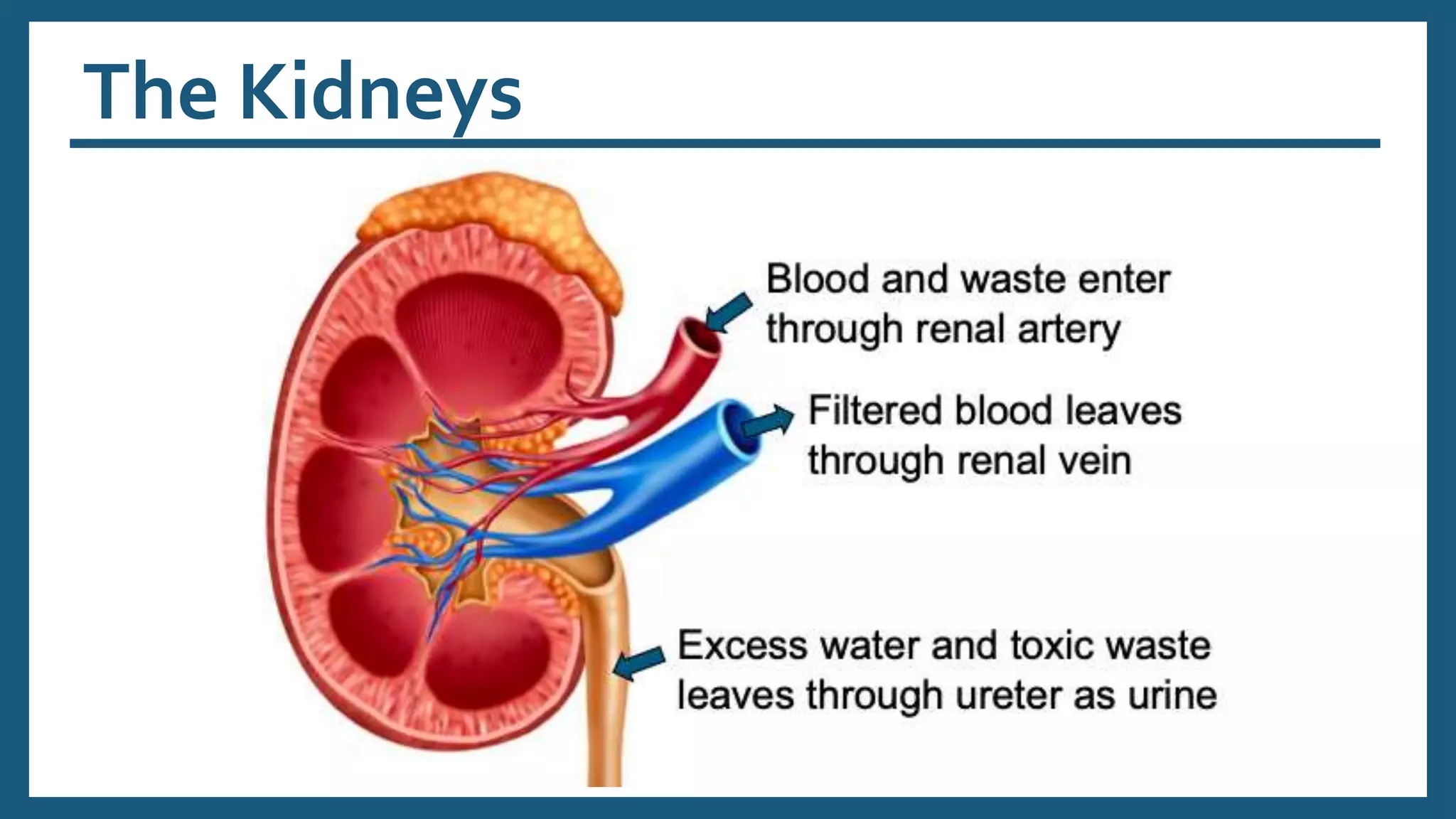 The Kidneys
 