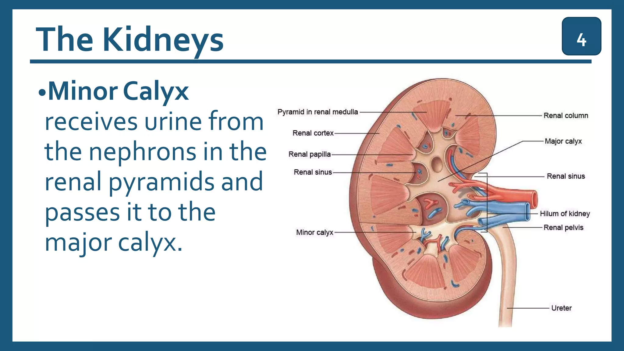 The Kidneys
•Minor Calyx
receives urine from
the nephrons in the
renal pyramids and
passes it to the
major calyx.
4
 