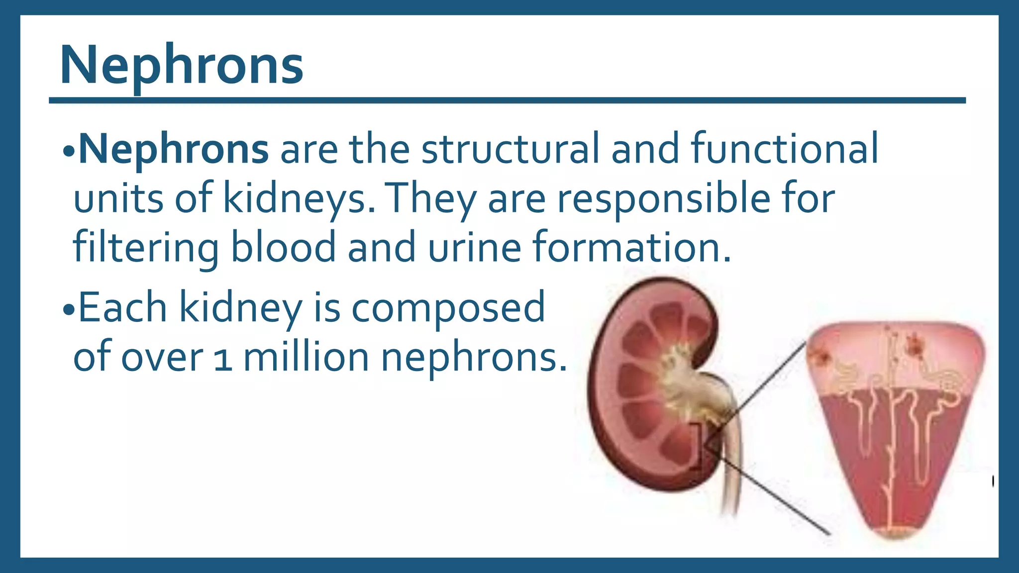 Nephrons
•Nephrons are the structural and functional
units of kidneys.They are responsible for
filtering blood and urine formation.
•Each kidney is composed
of over 1 million nephrons.
 