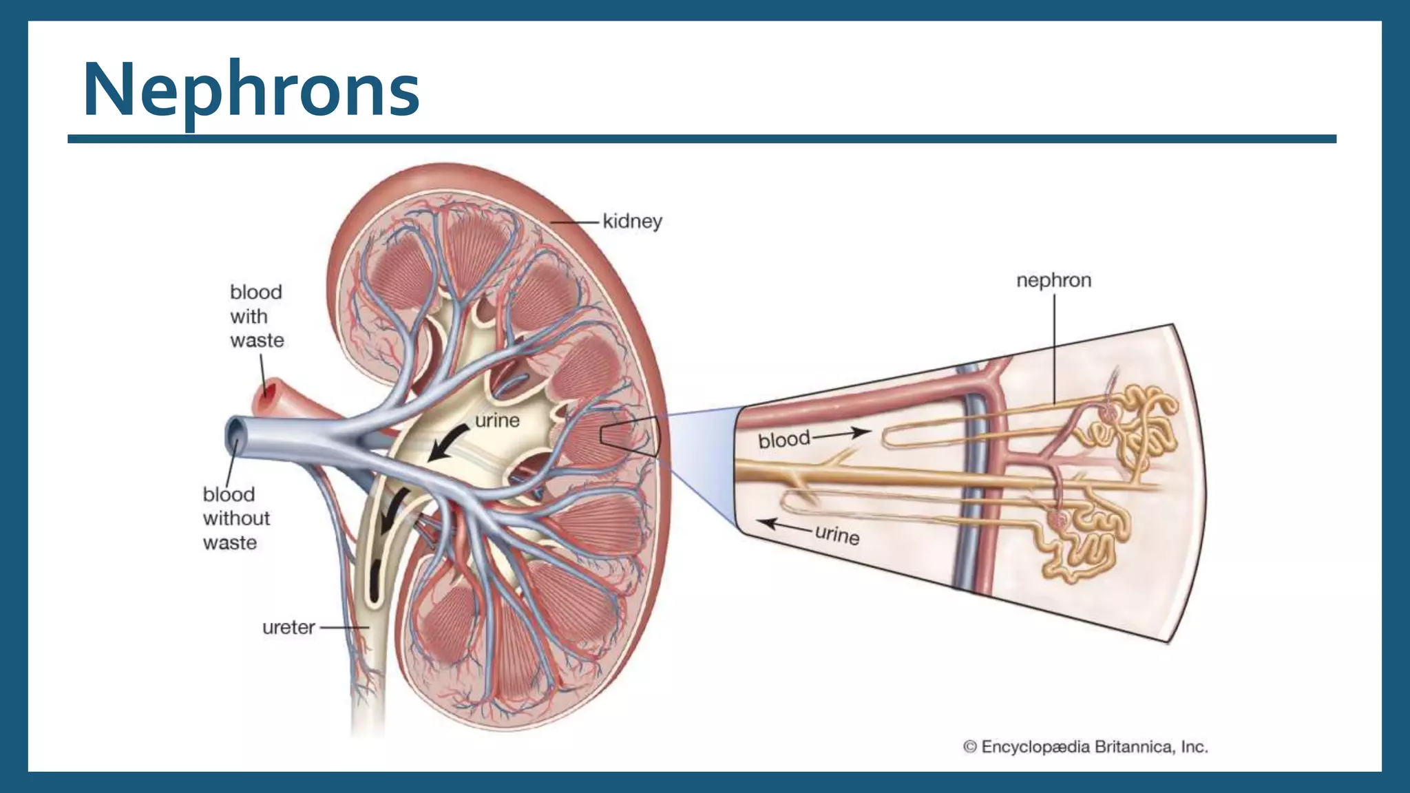 Nephrons
 