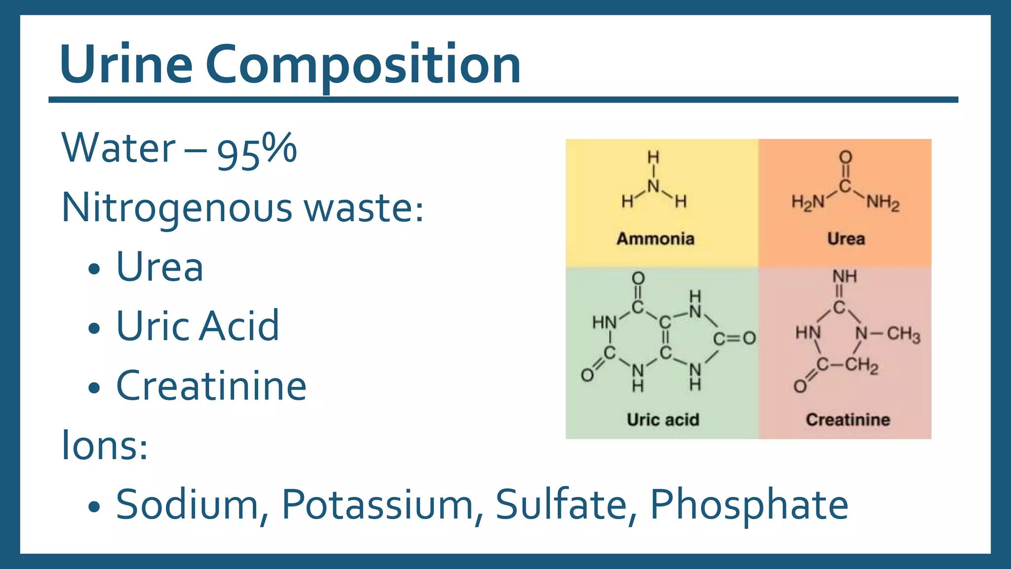 Urine Composition
Water – 95%
Nitrogenous waste:
• Urea
• Uric Acid
• Creatinine
Ions:
• Sodium, Potassium, Sulfate, Phosphate
 