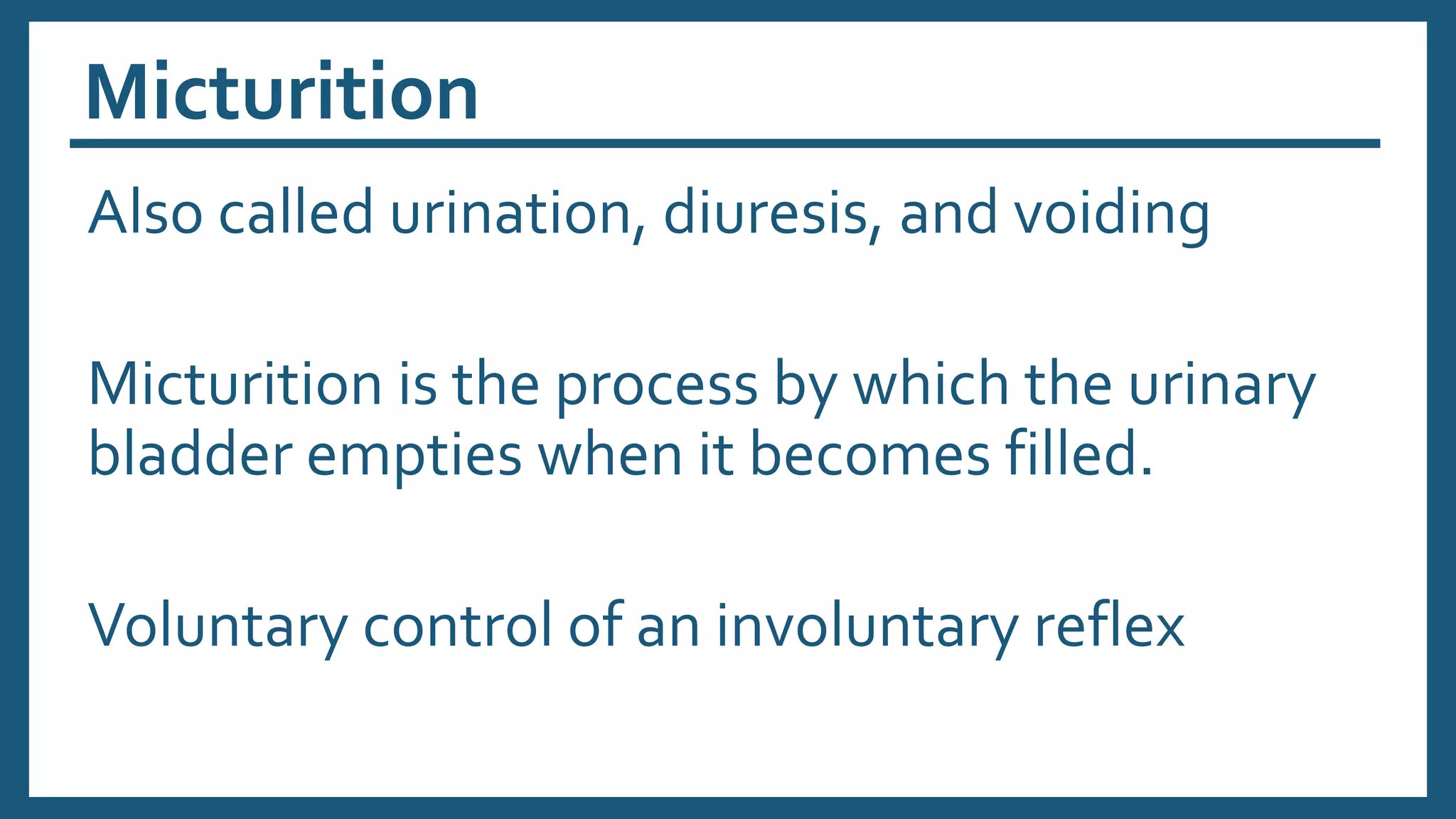 Micturition
Also called urination, diuresis, and voiding
Micturition is the process by which the urinary
bladder empties when it becomes filled.
Voluntary control of an involuntary reflex
 