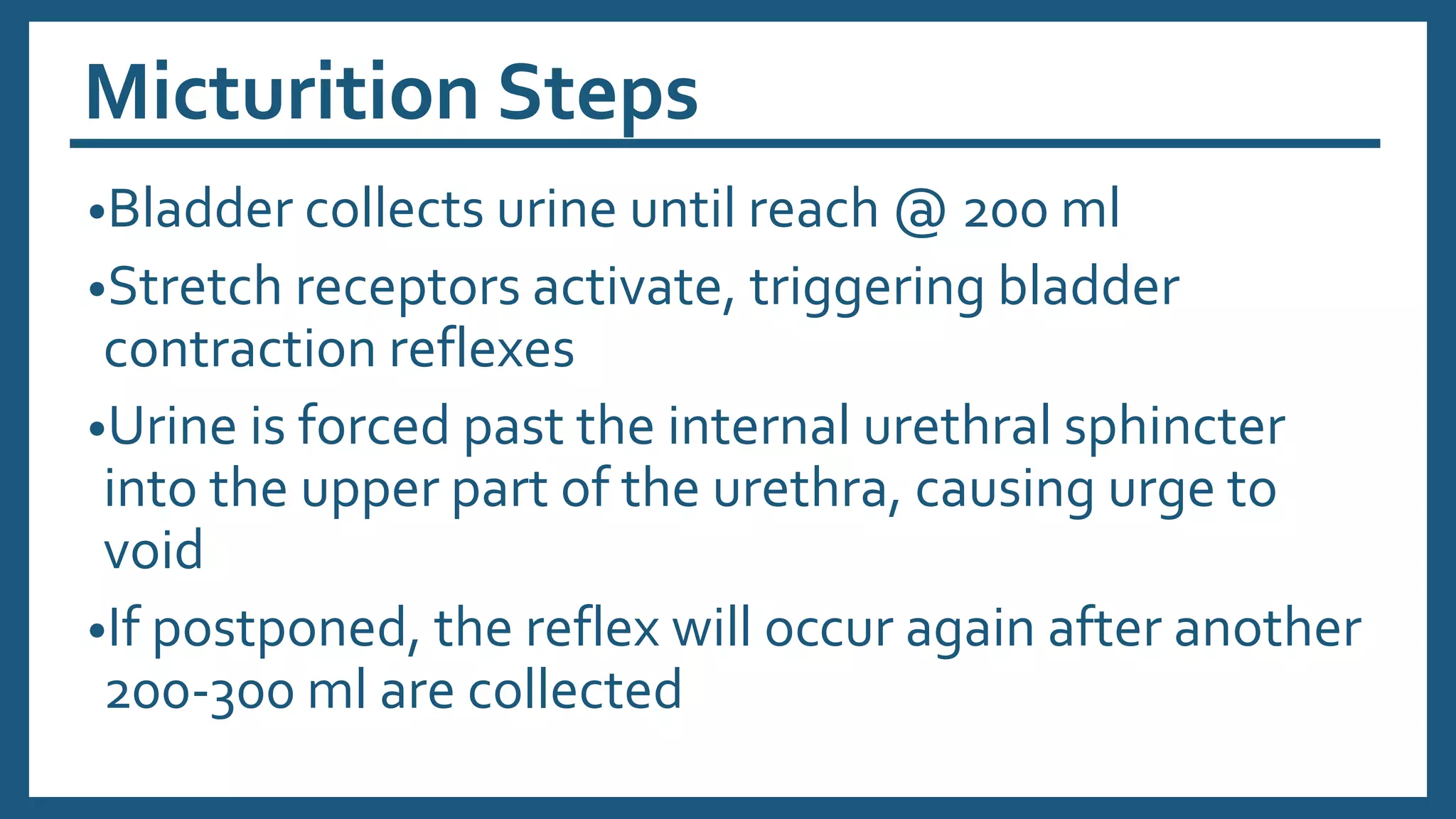 Micturition Steps
•Bladder collects urine until reach @ 200 ml
•Stretch receptors activate, triggering bladder
contraction reflexes
•Urine is forced past the internal urethral sphincter
into the upper part of the urethra, causing urge to
void
•If postponed, the reflex will occur again after another
200-300 ml are collected
 