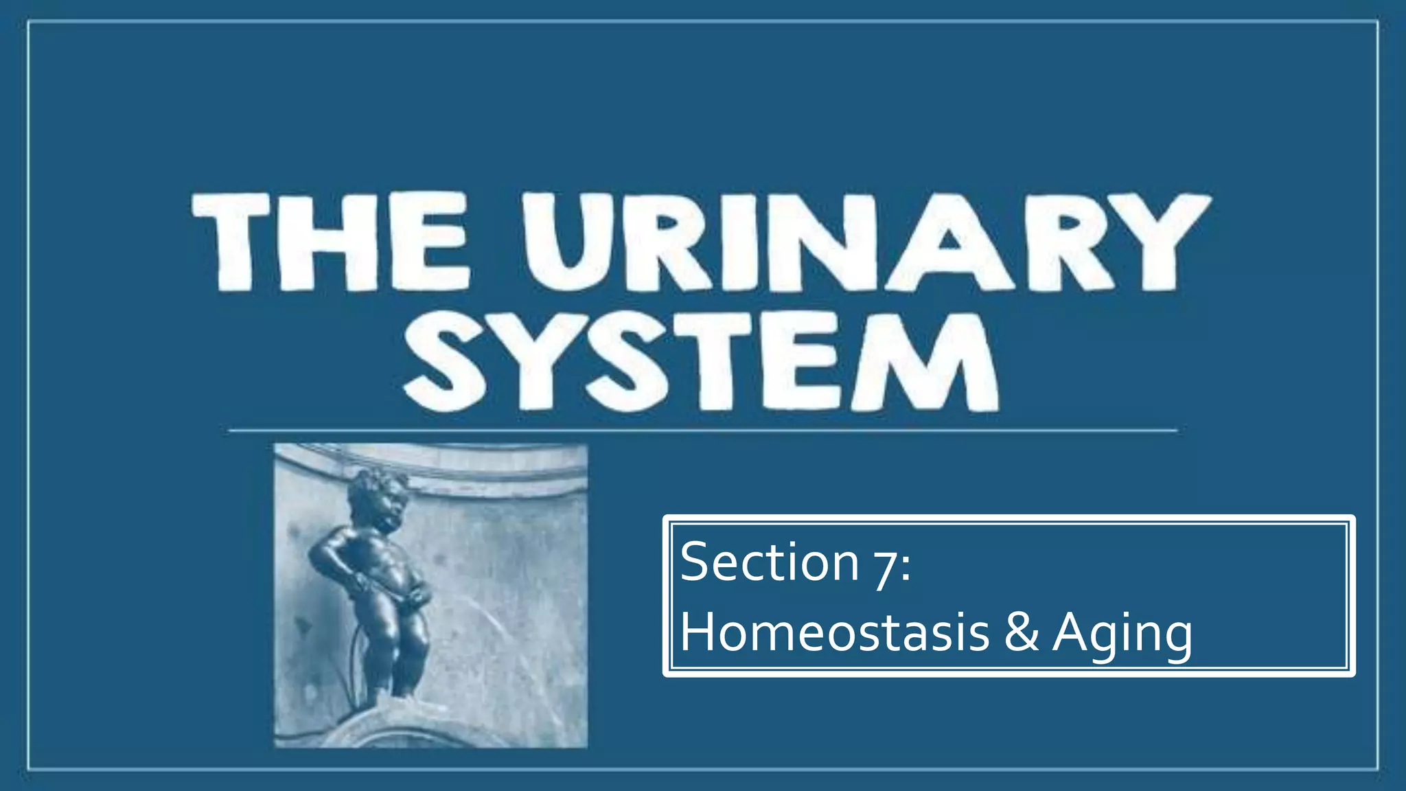 Section 7:
Homeostasis & Aging
 