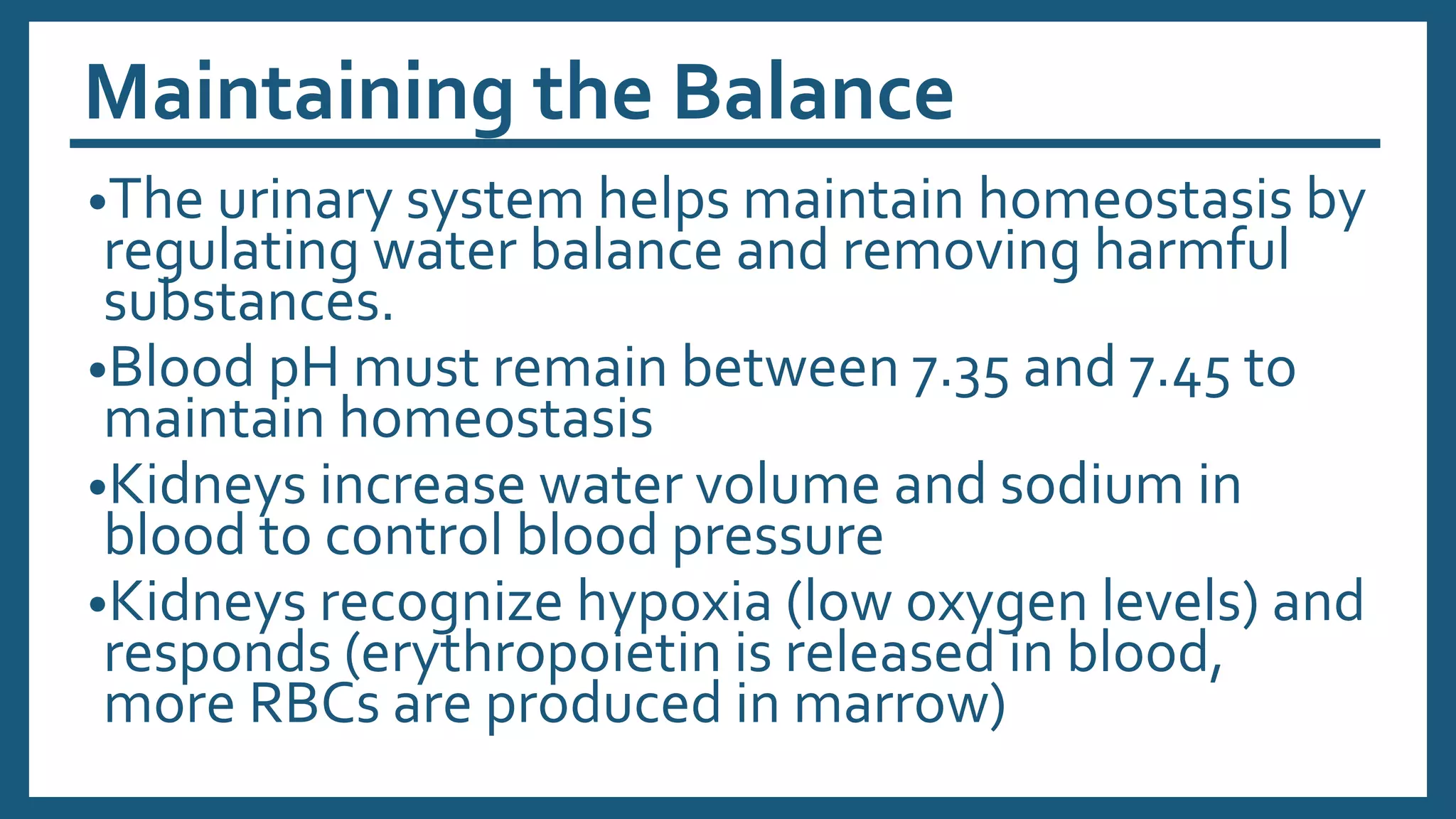 Maintaining the Balance
•The urinary system helps maintain homeostasis by
regulating water balance and removing harmful
substances.
•Blood pH must remain between 7.35 and 7.45 to
maintain homeostasis
•Kidneys increase water volume and sodium in
blood to control blood pressure
•Kidneys recognize hypoxia (low oxygen levels) and
responds (erythropoietin is released in blood,
more RBCs are produced in marrow)
 