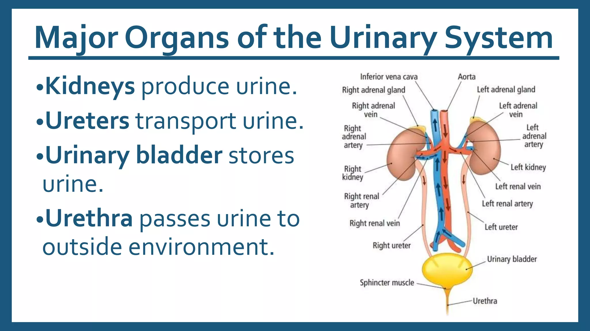 Major Organs of the Urinary System
•Kidneys produce urine.
•Ureters transport urine.
•Urinary bladder stores
urine.
•Urethra passes urine to
outside environment.
 