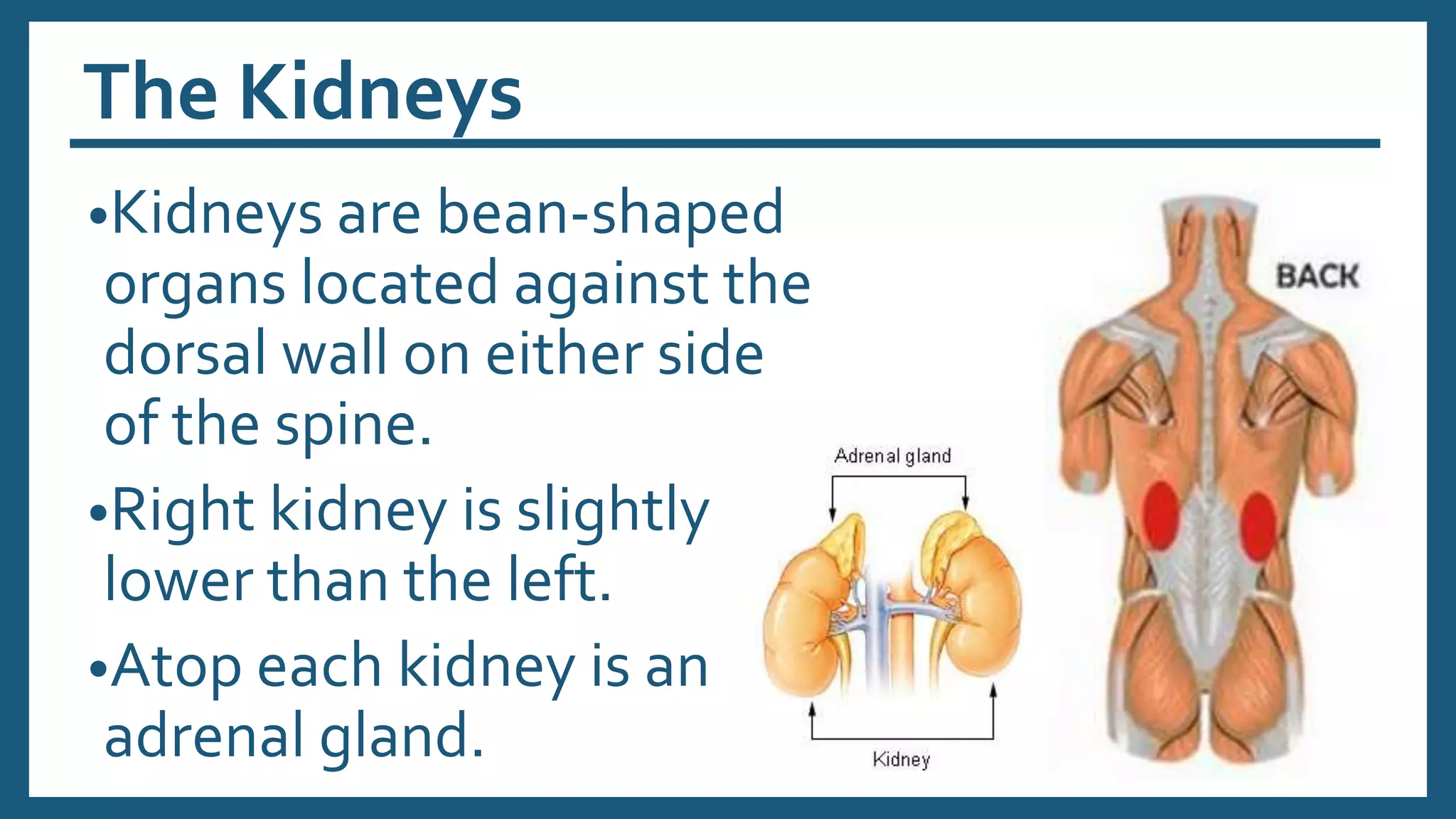 The Kidneys
•Kidneys are bean-shaped
organs located against the
dorsal wall on either side
of the spine.
•Right kidney is slightly
lower than the left.
•Atop each kidney is an
adrenal gland.
 