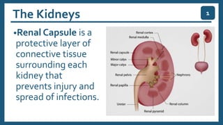 The Kidneys
•Renal Capsule is a
protective layer of
connective tissue
surrounding each
kidney that
prevents injury and
spread of infections.
1
 