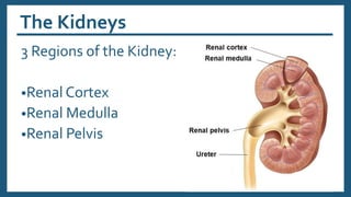 The Kidneys
3 Regions of the Kidney:
•Renal Cortex
•Renal Medulla
•Renal Pelvis
 
