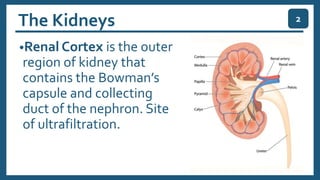 The Kidneys
•Renal Cortex is the outer
region of kidney that
contains the Bowman’s
capsule and collecting
duct of the nephron. Site
of ultrafiltration.
2
 